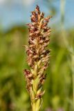 Anacamptis coriophora