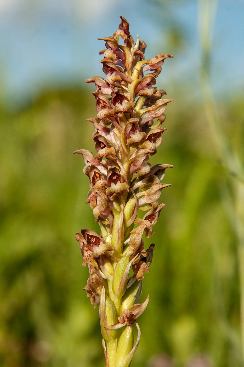 Image of Anacamptis coriophora specimen.