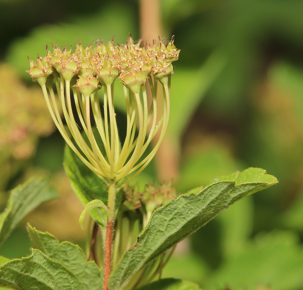 Изображение особи Spiraea turczaninowii.