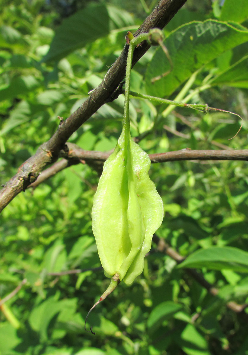 Image of Halesia carolina specimen.