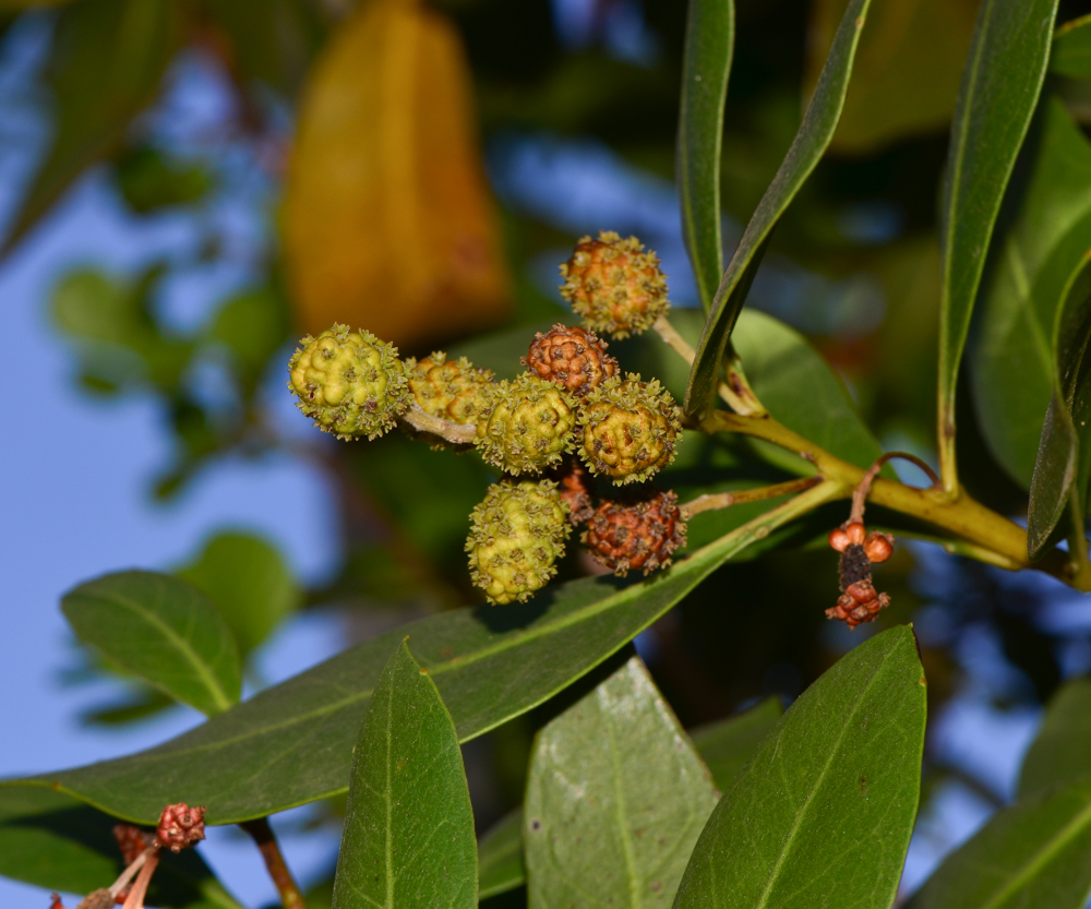 Изображение особи Conocarpus erectus.