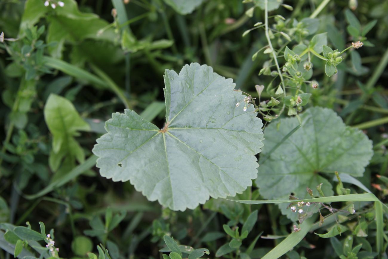 Image of Malva pusilla specimen.