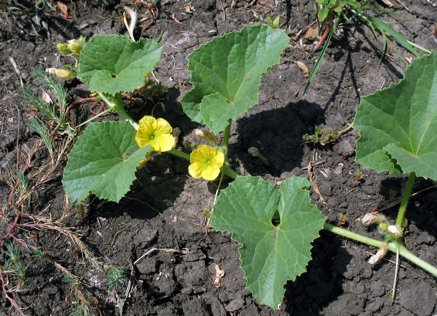 Изображение особи Cucumis sativus.