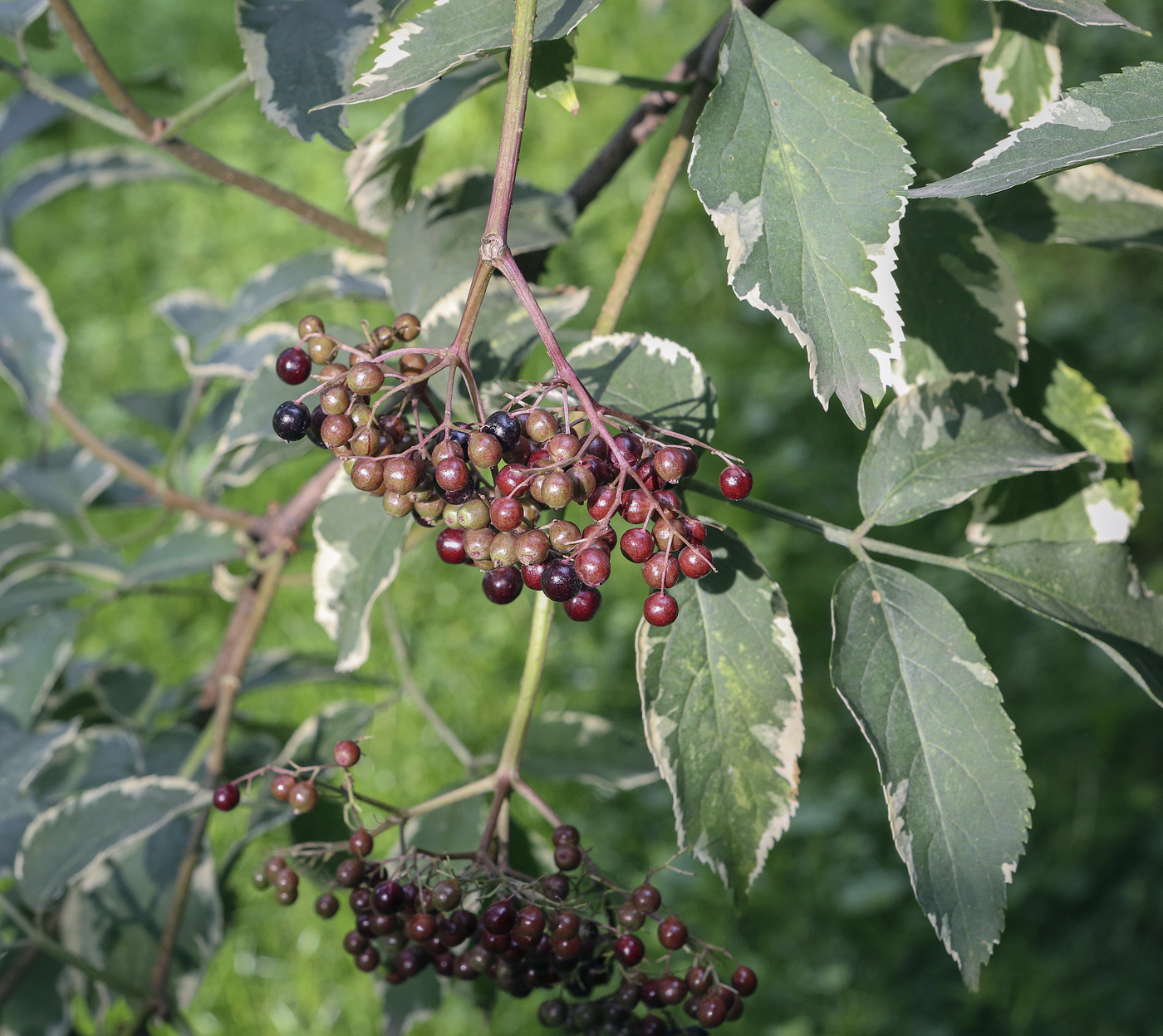 Image of Sambucus nigra specimen.