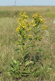 Senecio paucifolius