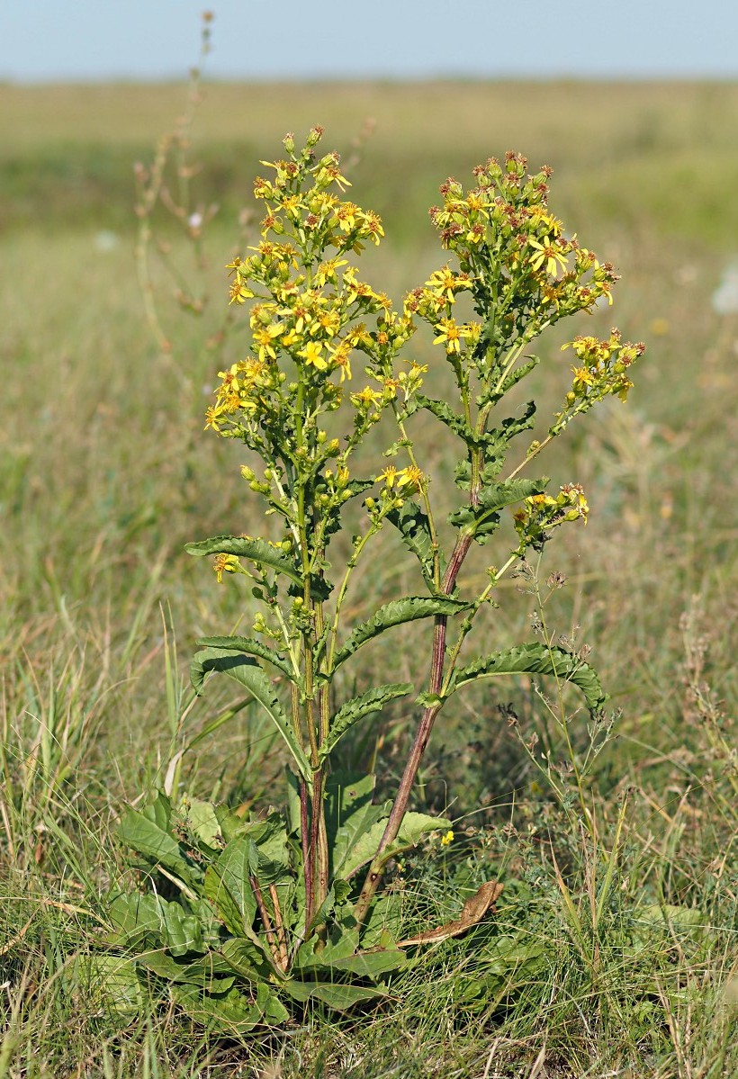 Изображение особи Senecio paucifolius.