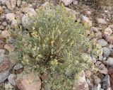 Scutellaria araxensis