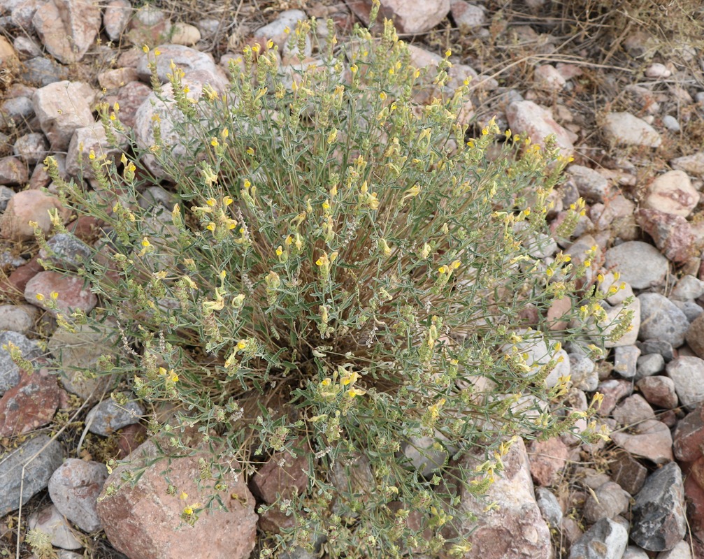 Image of Scutellaria araxensis specimen.