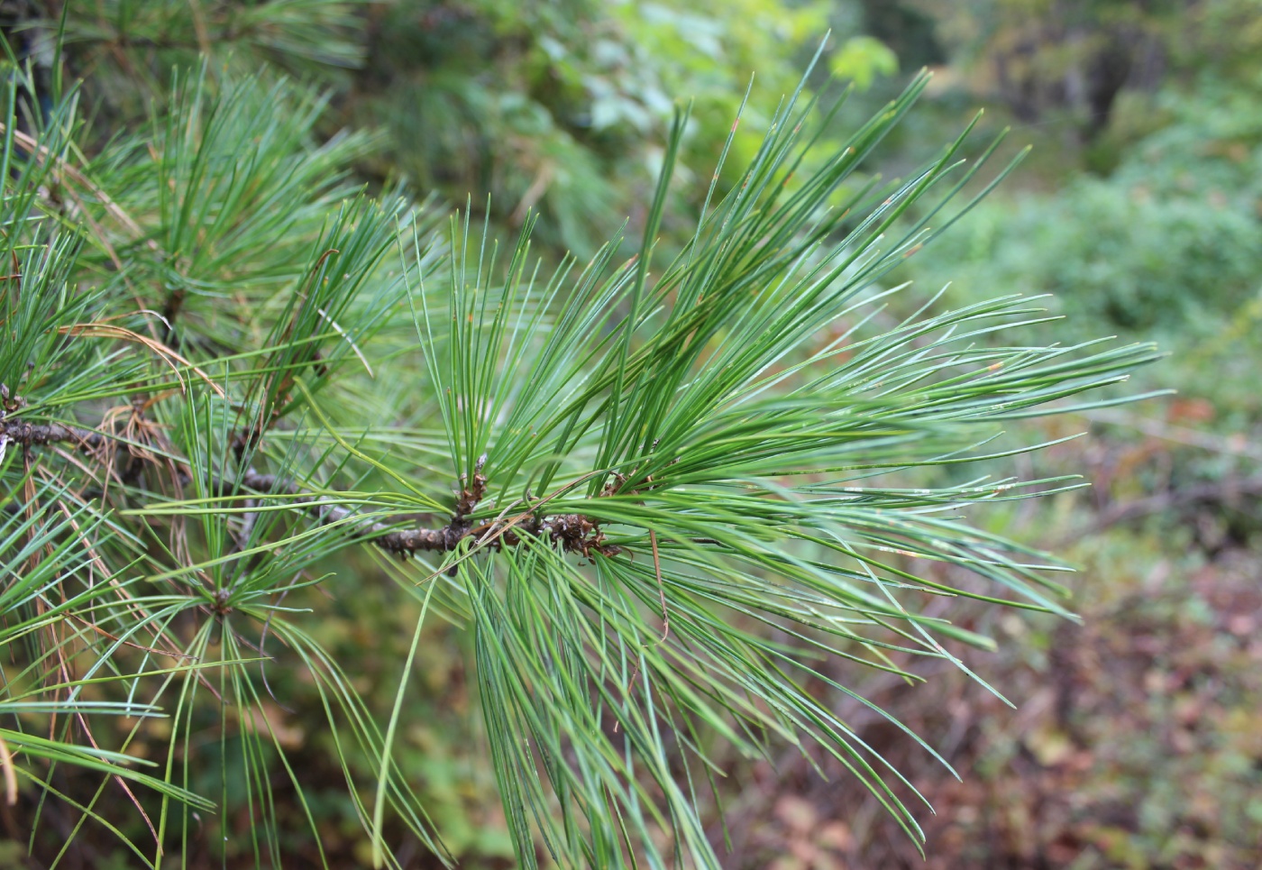 Изображение особи Pinus cembra.