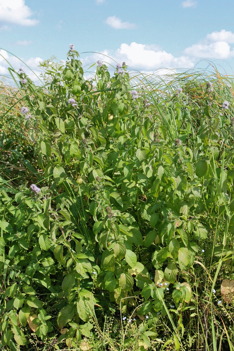 Изображение особи Mentha aquatica.