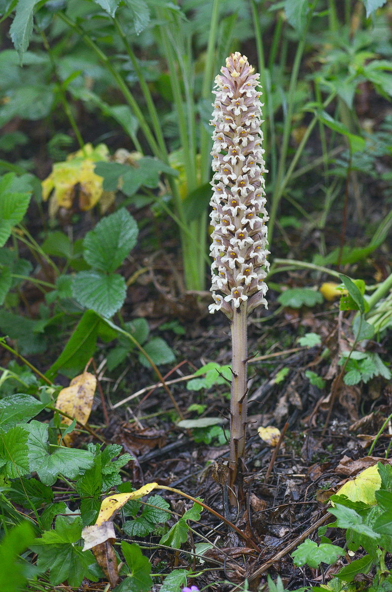 Image of Orobanche grossheimii specimen.