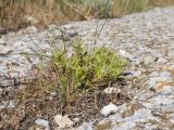 Thymus × littoralis. Зацветающее растение. Керченский п-ов, Ленинский р-н, окр. с. Глазовка, северный склон горы Хрони, заброшенная каменоломня, закустаренная степь, в расщелине известняковой плиты. 28.05.2021.