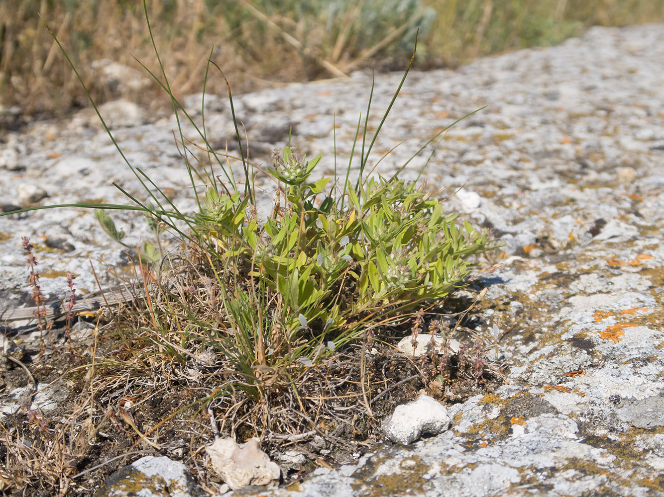 Изображение особи Thymus &times; littoralis.