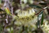 Callistemon pallidus