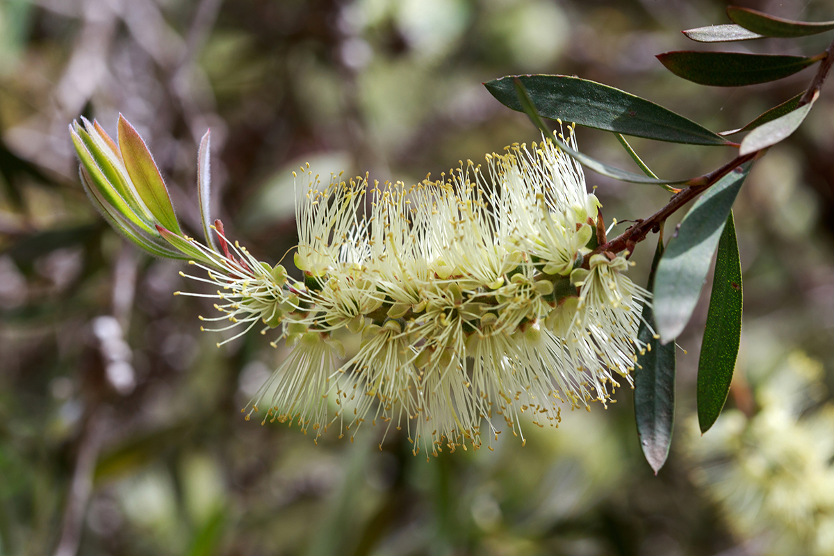 Image of Callistemon pallidus specimen.