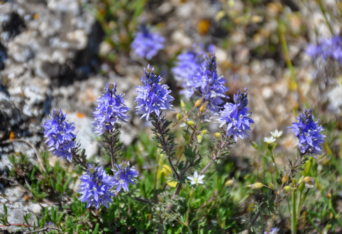 Изображение особи Veronica capsellicarpa.