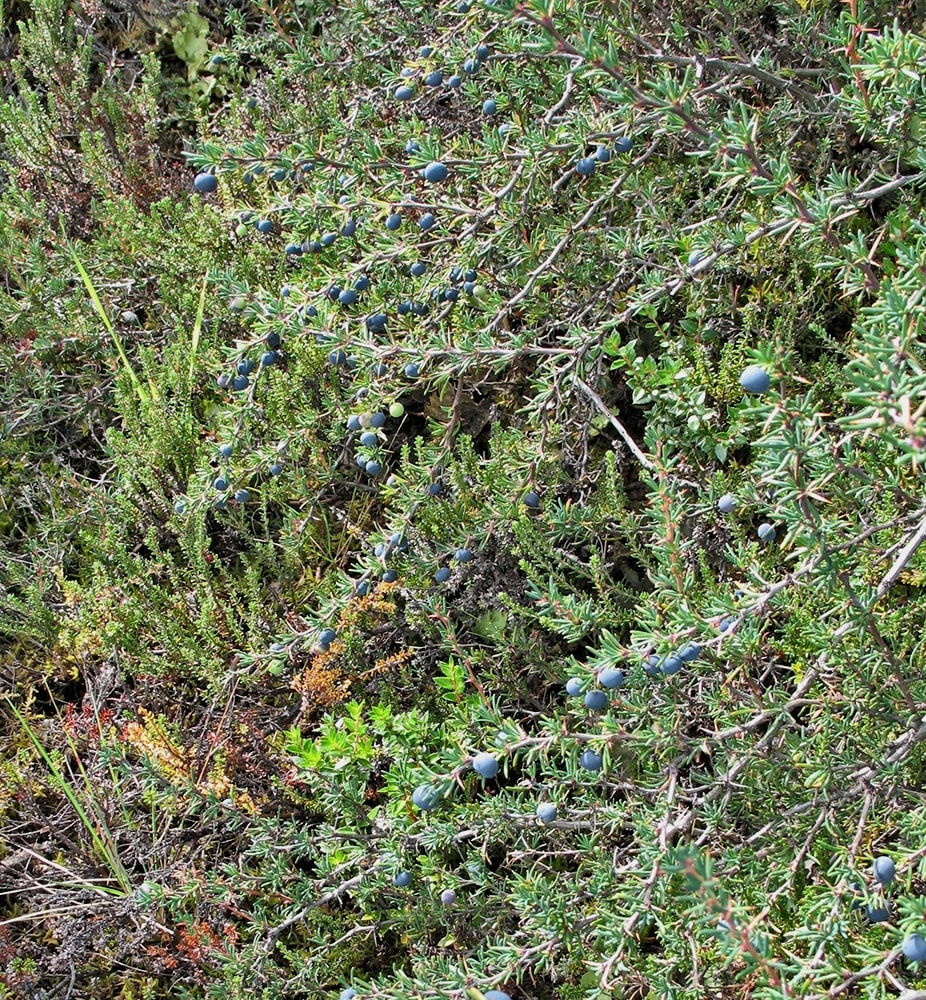 Изображение особи Berberis empetrifolia.