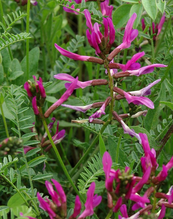 Image of Astragalus lunatus specimen.