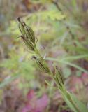 Cephalanthera rubra