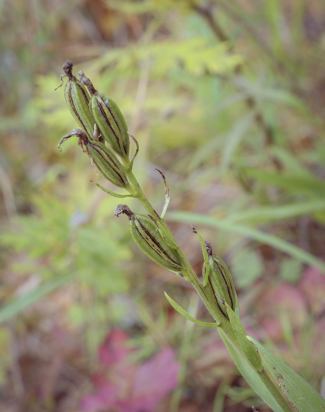 Image of Cephalanthera rubra specimen.