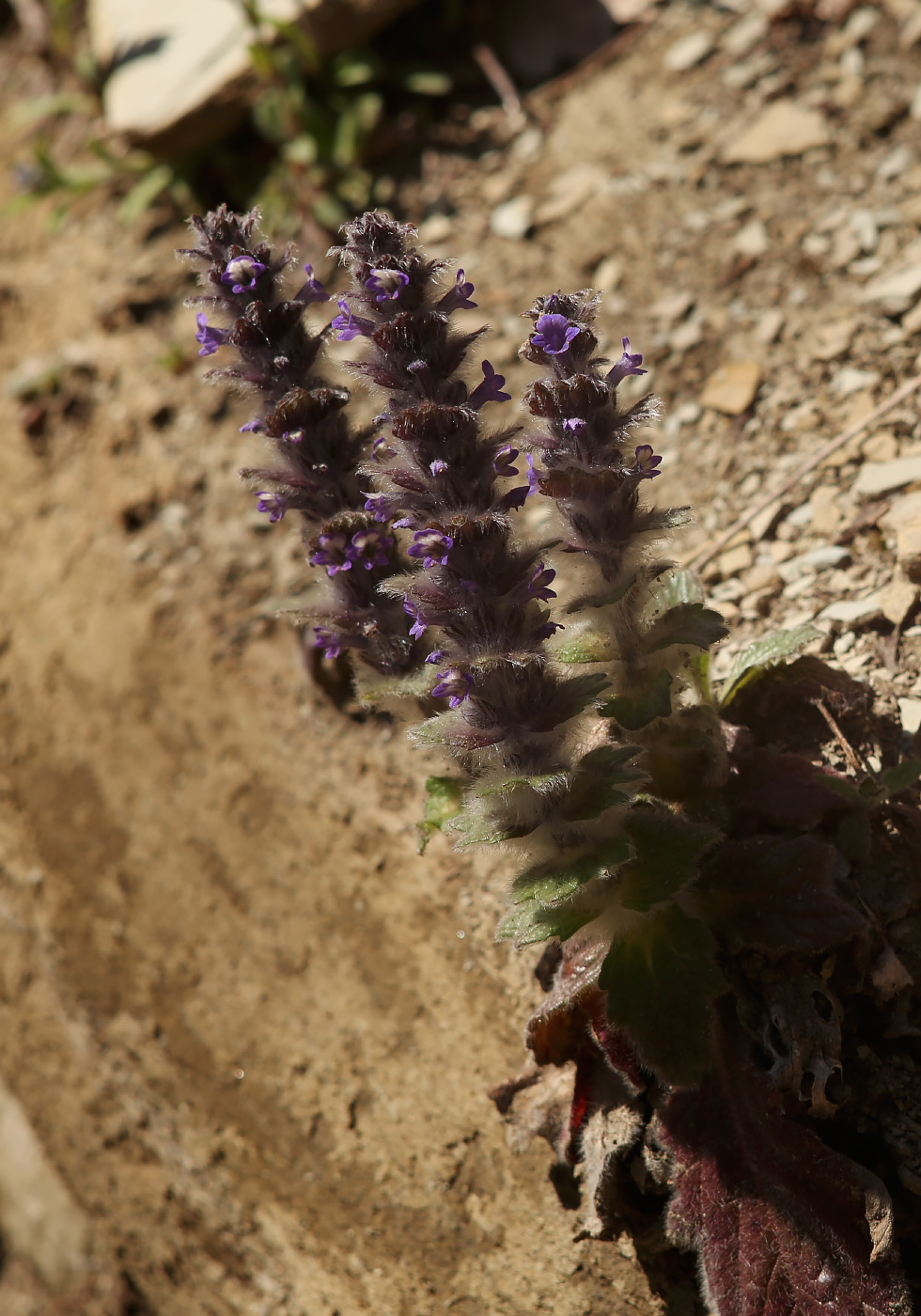 Image of Ajuga orientalis specimen.