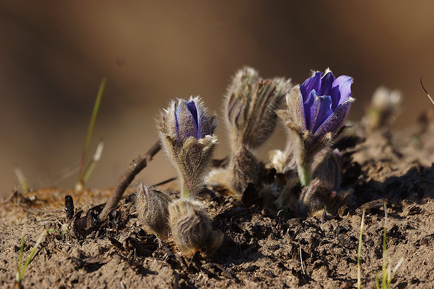 Изображение особи Pulsatilla turczaninovii.