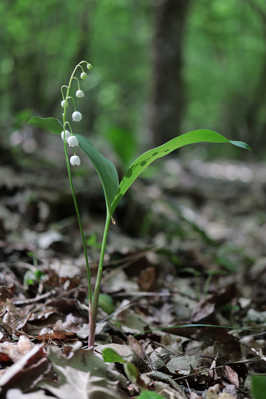 Изображение особи Convallaria majalis.