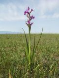 Anacamptis laxiflora подвид dielsiana. Цветущее растение. Казахстан, Жамбылская обл., Жуалынский р-н, Юго-Восточный (Малый) Каратау, окр. вдхр. Терс-Ащибулак, долина ручья Ащибулак, солоноватая степь, весенне-сазовый участок. 25 мая 2022 г.