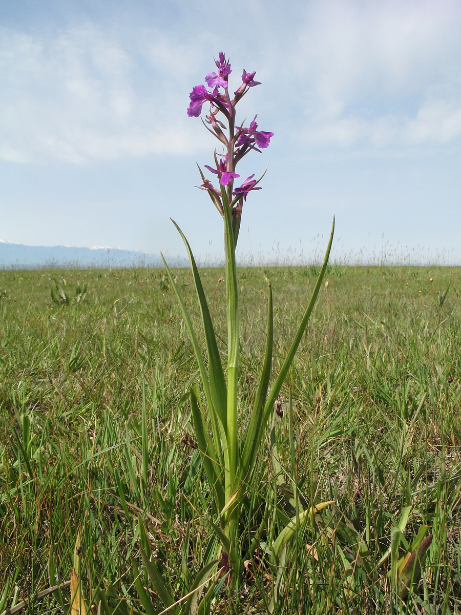 Изображение особи Anacamptis laxiflora ssp. dielsiana.