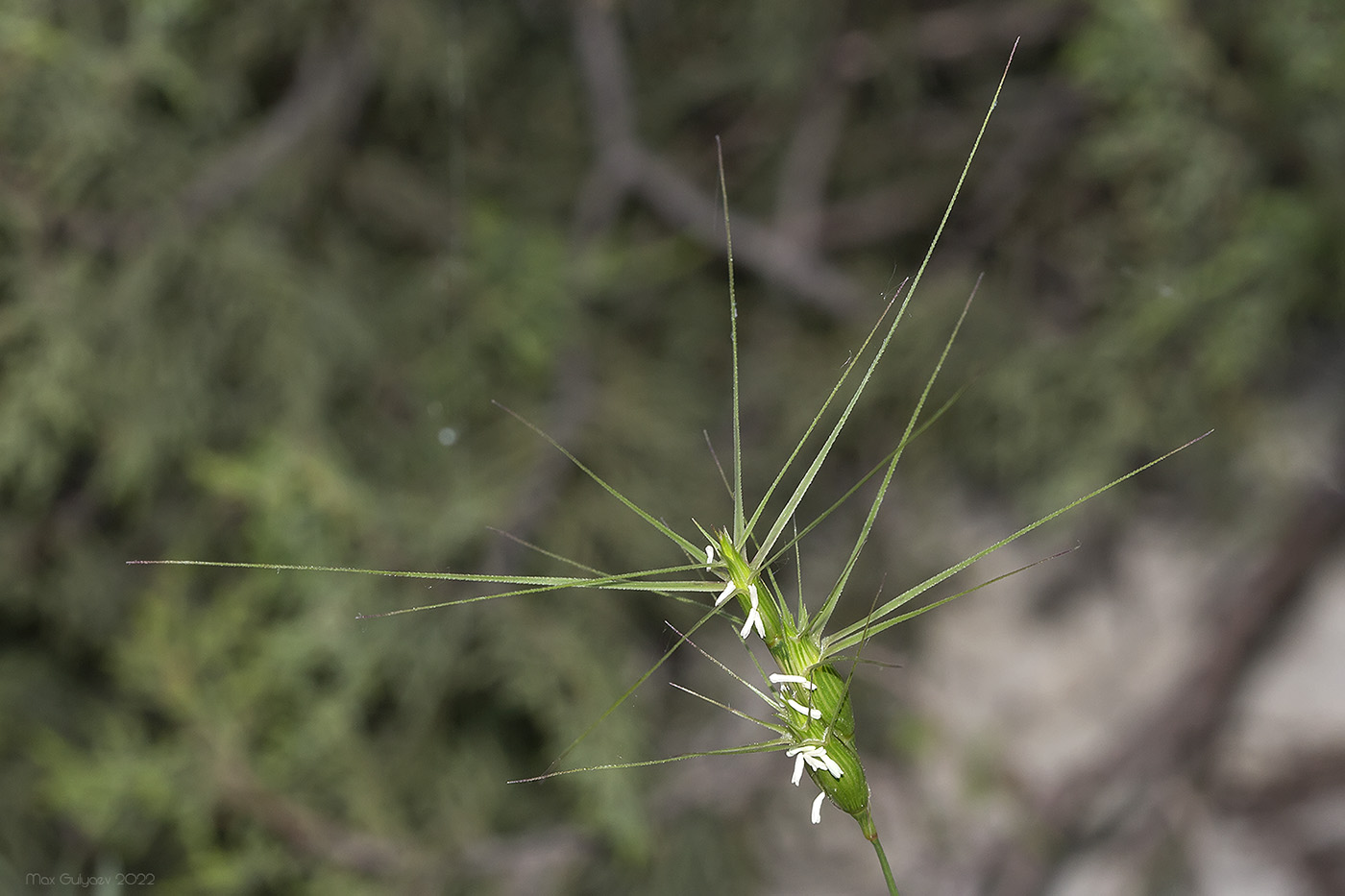 Изображение особи Aegilops biuncialis.