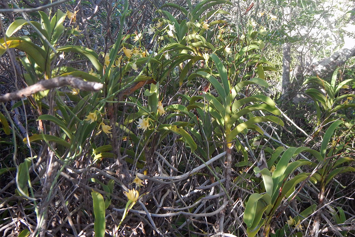 Image of familia Orchidaceae specimen.