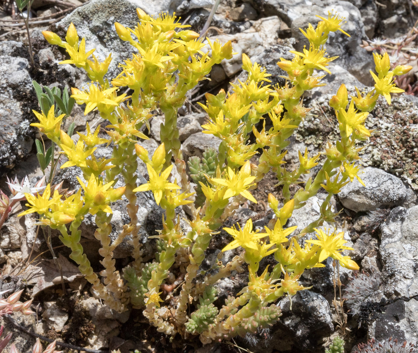 Image of Sedum acre specimen.