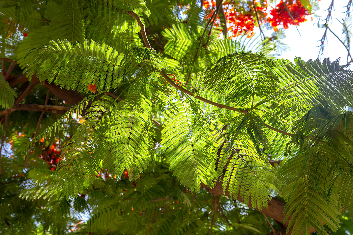 Изображение особи Delonix regia.