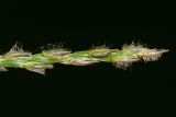 Digitaria pectiniformis. Часть соцветия. Республика Абхазия, г. Сухум. 22.08.2009.