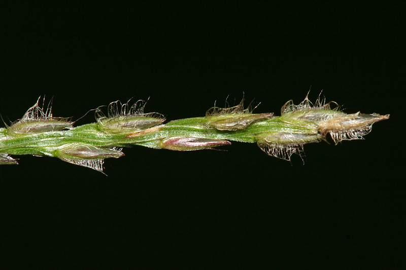 Изображение особи Digitaria pectiniformis.
