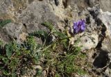 genus Astragalus. Цветущее растение. Республика Ингушетия, Джейрахский р-н, окр. ур. Ний, высота 1760 м н.у.м, на большом камне. 20 июня 2022 г.