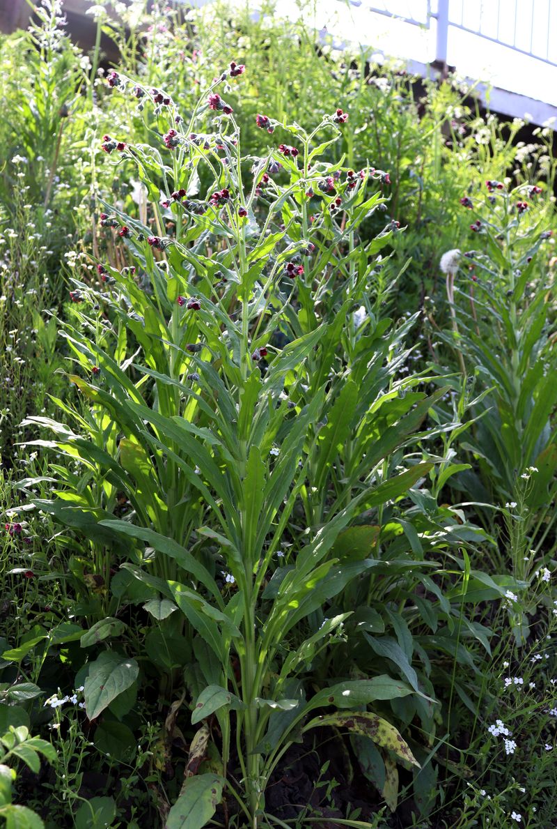 Image of Cynoglossum officinale specimen.