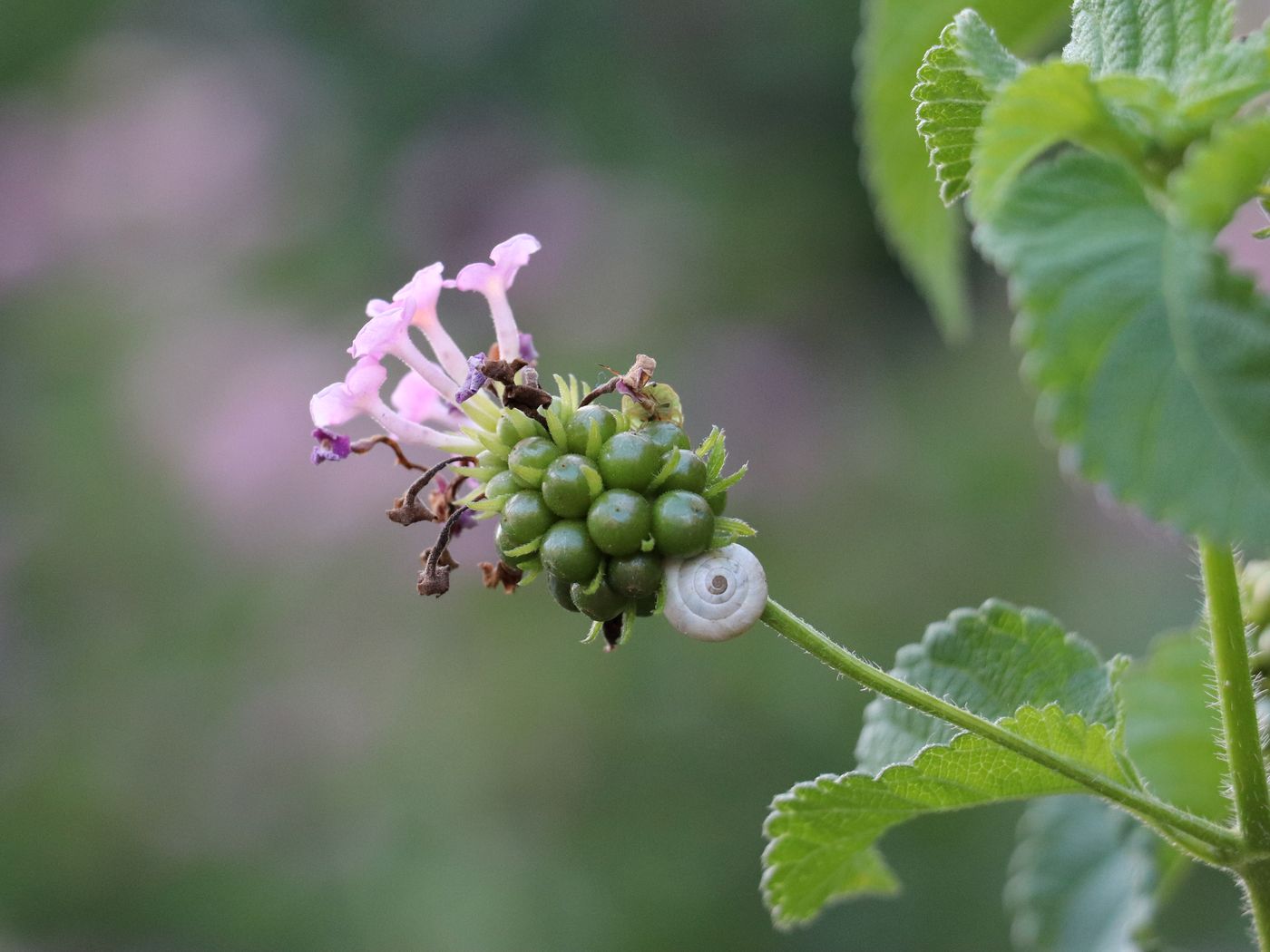 Image of Lantana camara specimen.