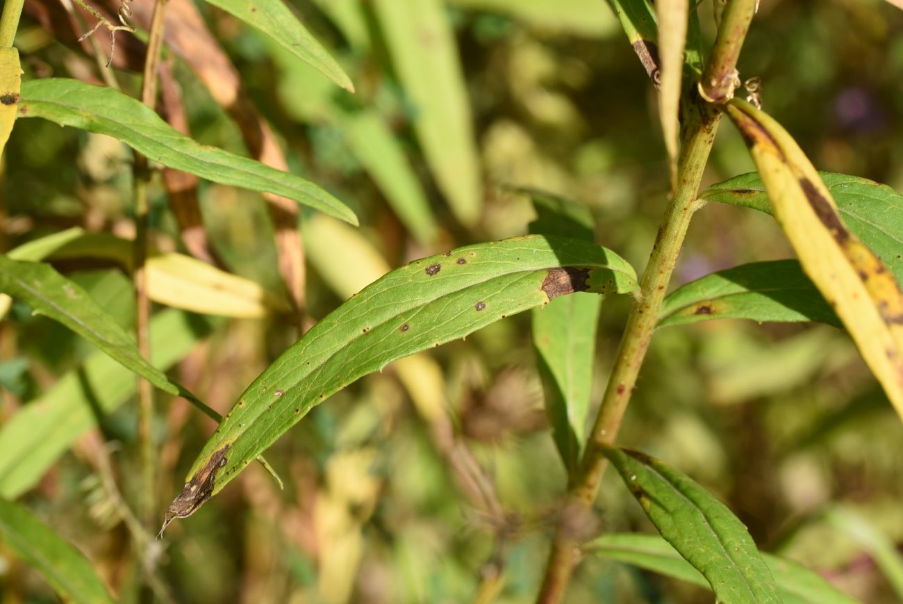 Image of Hieracium umbellatum specimen.