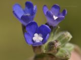 Anchusa pusilla