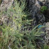 Caragana pygmaea