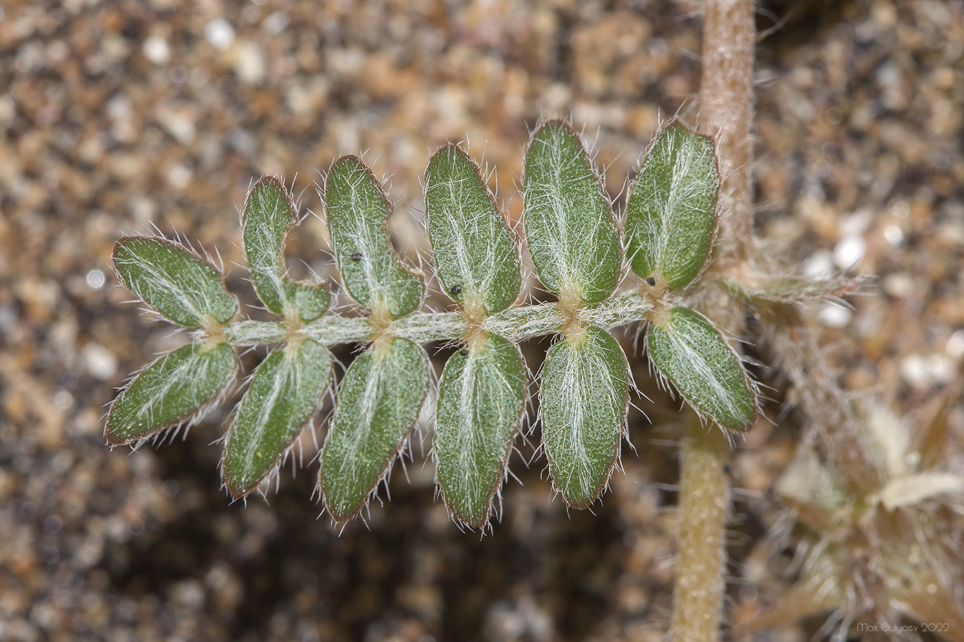 Изображение особи Tribulus terrestris.