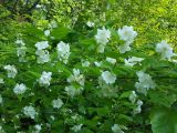 Philadelphus tenuifolius