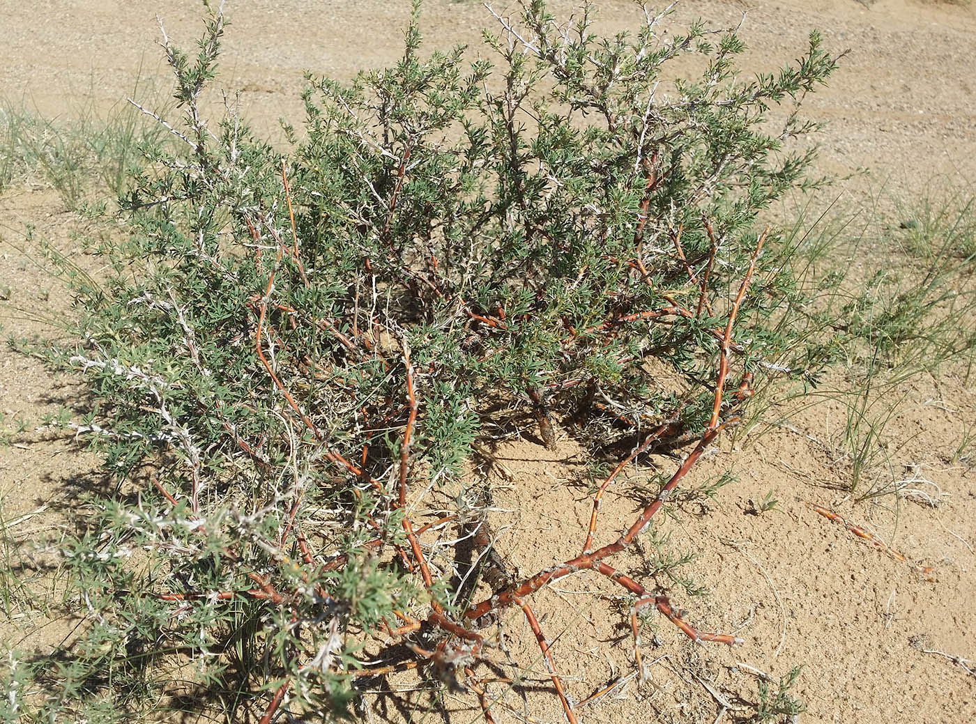 Image of Caragana brachypoda specimen.