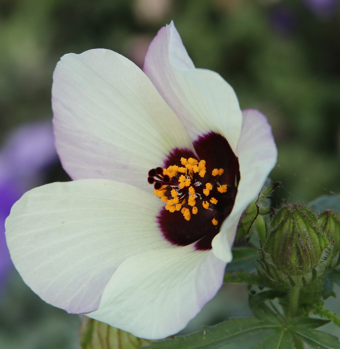 Изображение особи Hibiscus trionum.