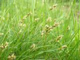 Carex spicata