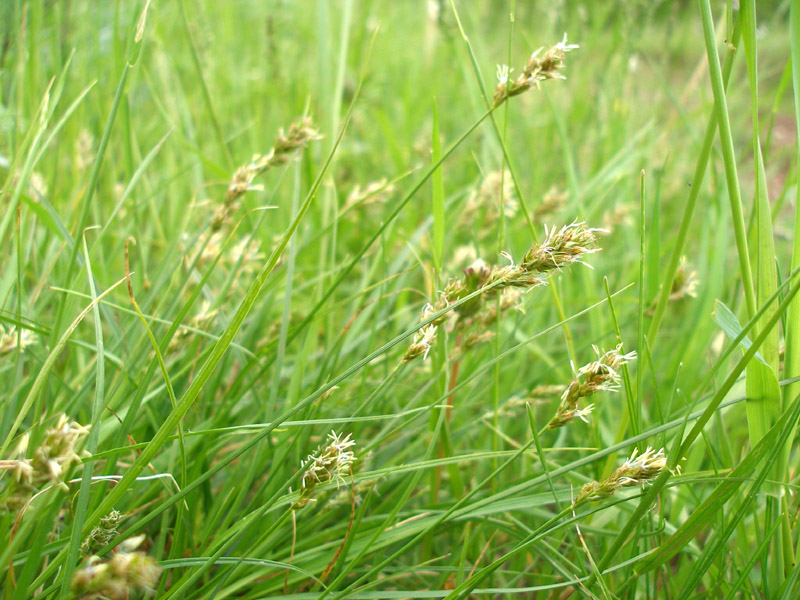 Image of Carex spicata specimen.