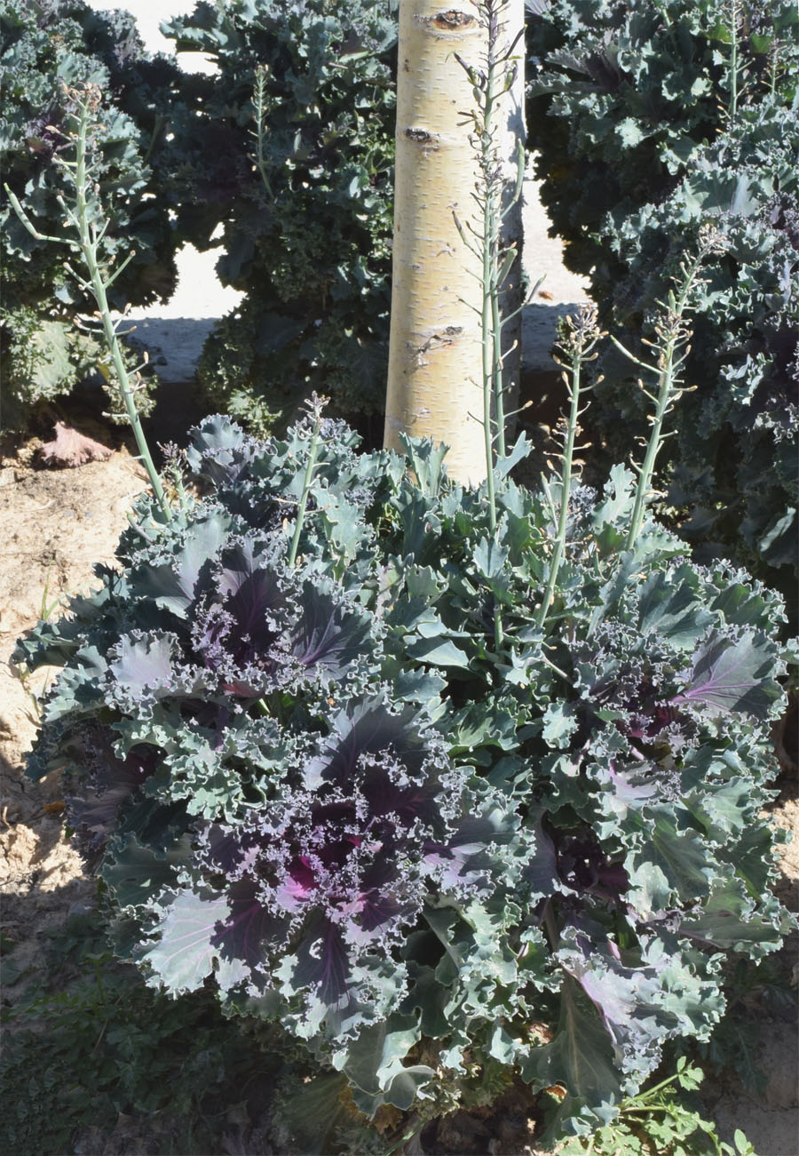 Image of Brassica oleracea var. viridis specimen.