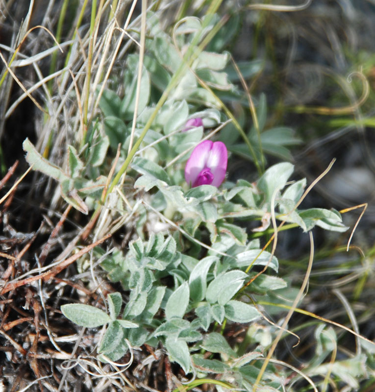 Image of Oxytropis eriocarpa specimen.