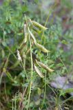 Vicia sylvatica. Верхушка побега с соплодием. Кольский п-ов, Кандалакшский берег Белого моря, каменистая коса. 19.07.2021.